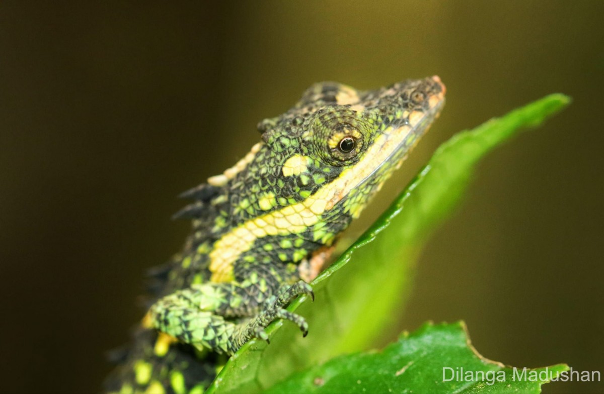 Cophotis dumbara Samarawickrama,Ranawana, Rajapaksha, Ananjeva, Orlov, 2006